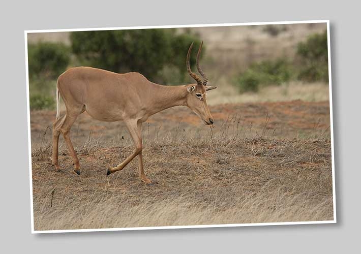 Hirola